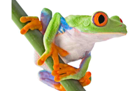 Tree Frog Service LLC